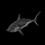 Burnt Salmon Shark